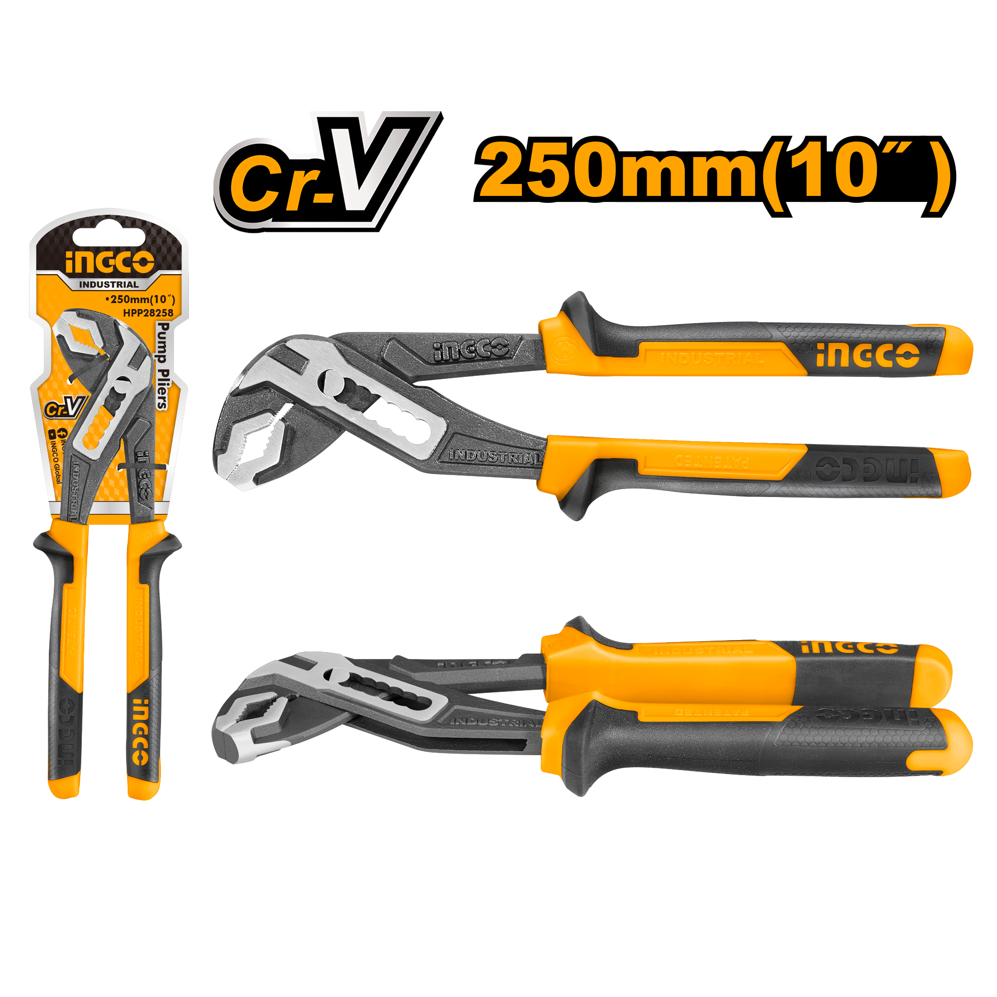 Cleste Papagal 10"